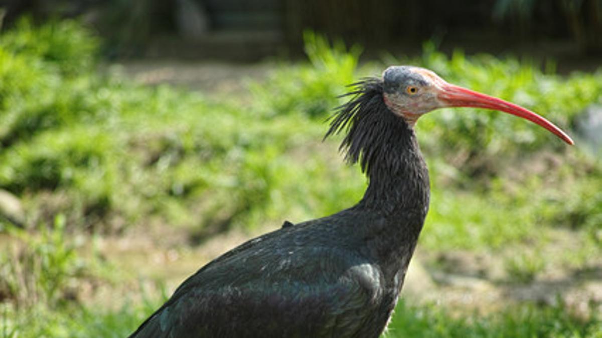 Ejemplar de Ibis Calvo del Norte, la especie que la llegada de Estado Islámico puede poner en peligro.