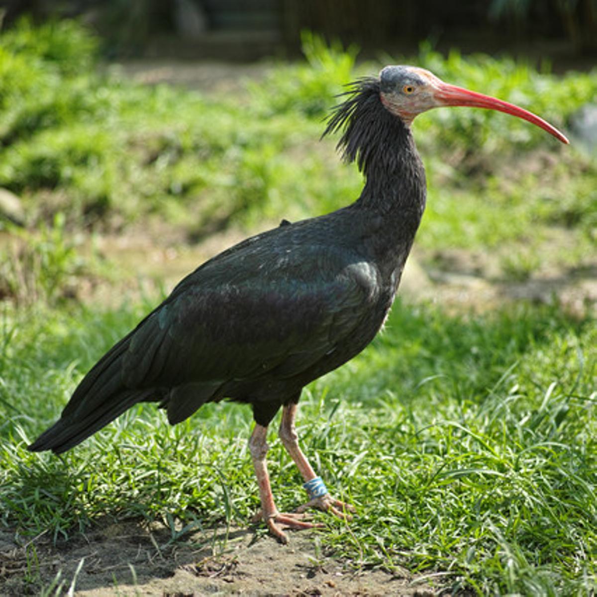 Exemplar d’Ibis Calb del Nord, l’espècie que l’arribada d’Estat Islàmic pot posar en perill. Exemplar d’Ibis Calb del Nord, l’espècie que l’arribada d’Estat Islàmic pot posar en perill.