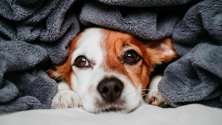 ¿Cuánto frío soporta tu perro? Descubre sus límites para cuidar su salud