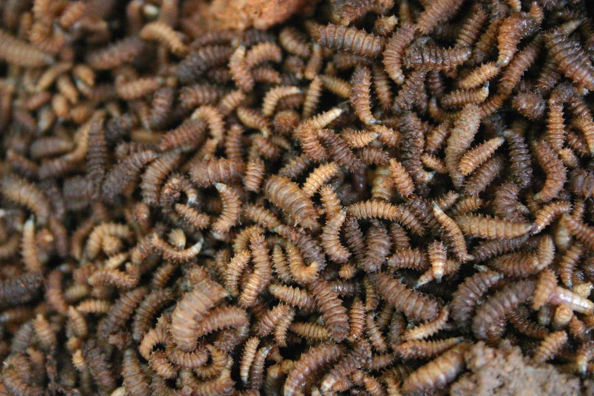 Gusanos Calliphoridae devorando carroña.