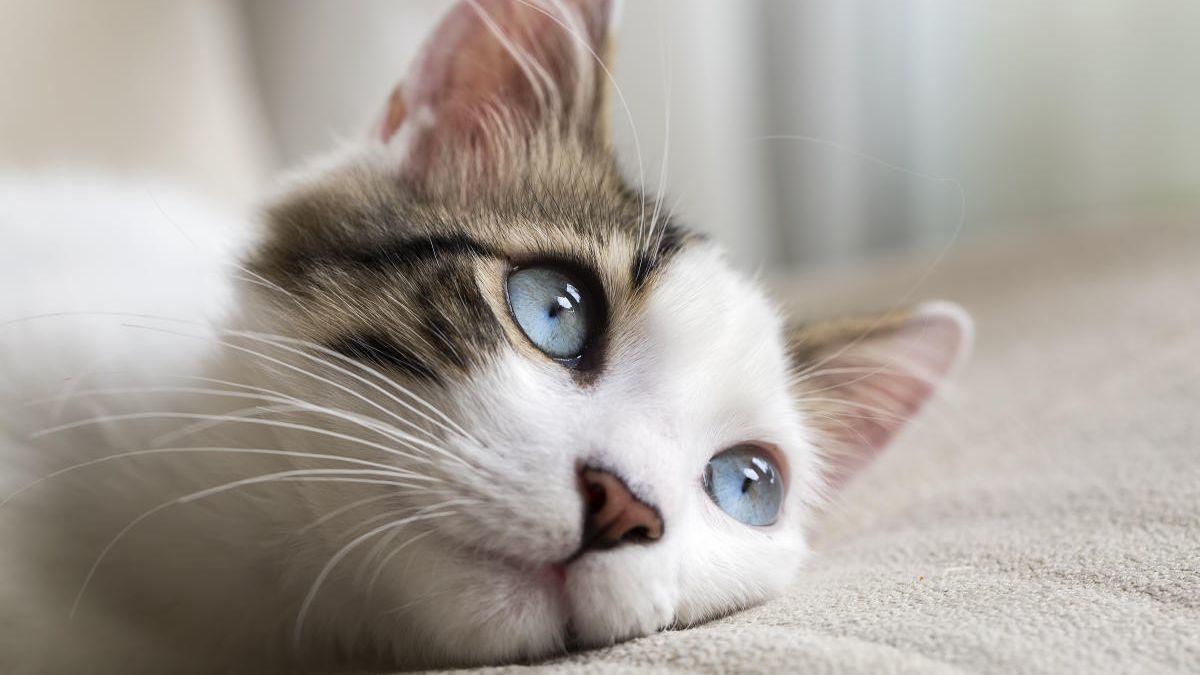 Un estudi revela el tipus de propietari segons com es comporta el teu gat