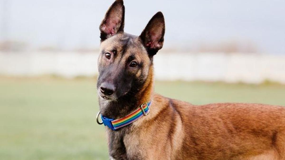 Un Malinois Belga