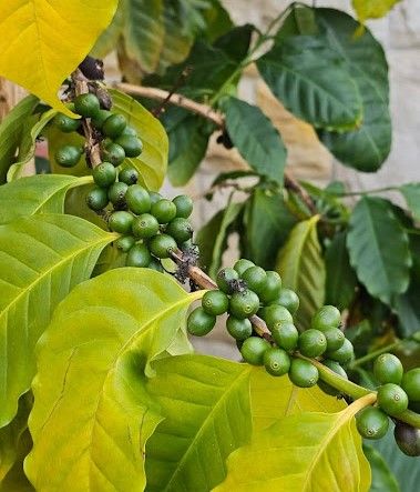 De paseo por el vergel de San Justo, en Villaviciosa