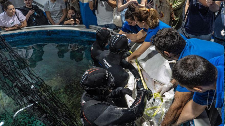 Mil experts de 69 països reclamen la conservació dels taurons com  a clau de la salut dels oceans