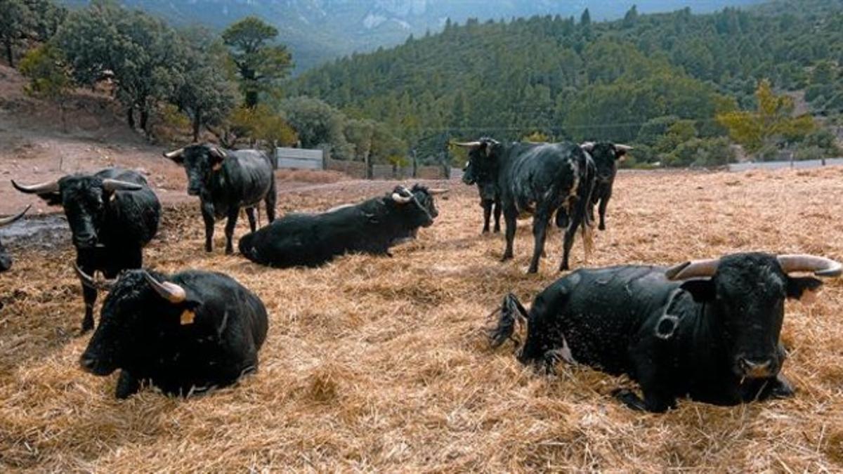 Toros de la ganadería de Rogelio Martín.
