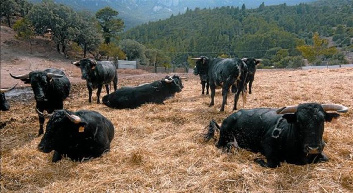 Espera plàcida 8 Toros de la ramaderia de Rogelio Martín que participaran durant els pròxims dies en les festes d’Amposta, ahir en una finca. Espera plàcida 8 Toros de la ramaderia de Rogelio Martín que participaran durant els pròxims dies en les festes d’Amposta, ahir en una finca.