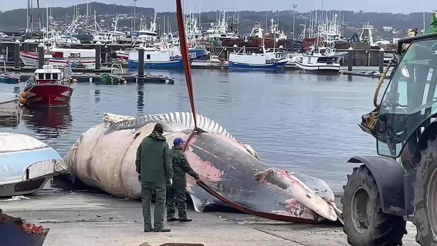 Operación para salvar a una ballena de 20 metros que apareció varada en A Coruña