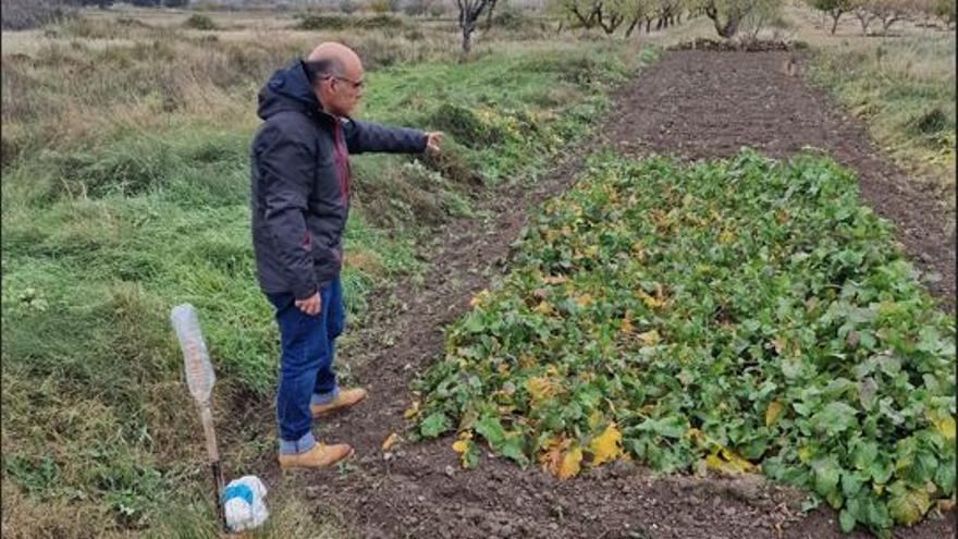 El nabo fino de La Yesa ya es una variedad protegida por el Ministerio de Agricultura