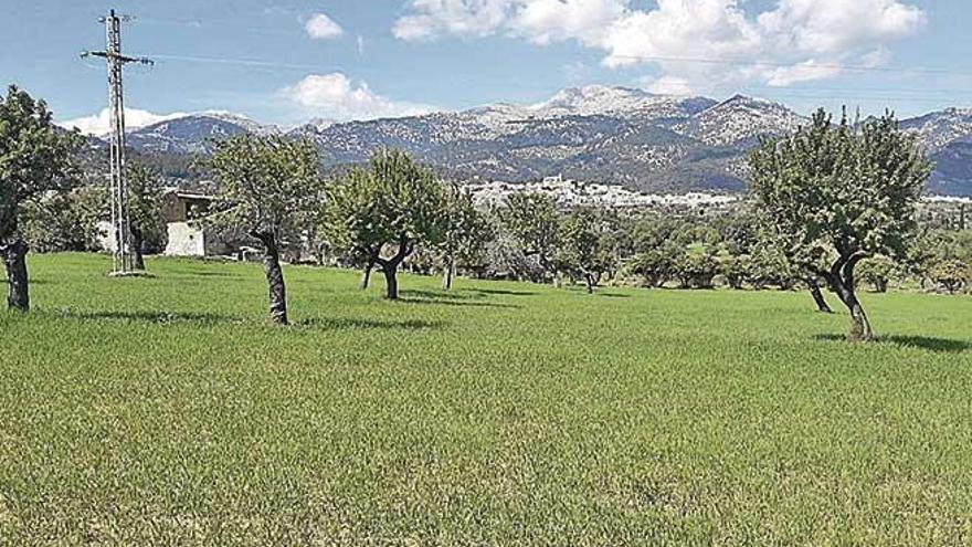 Terrenos de la finca de s&#039;Hort d&#039;en Coll donde se ha proyectado un gran parque fotovoltaico.