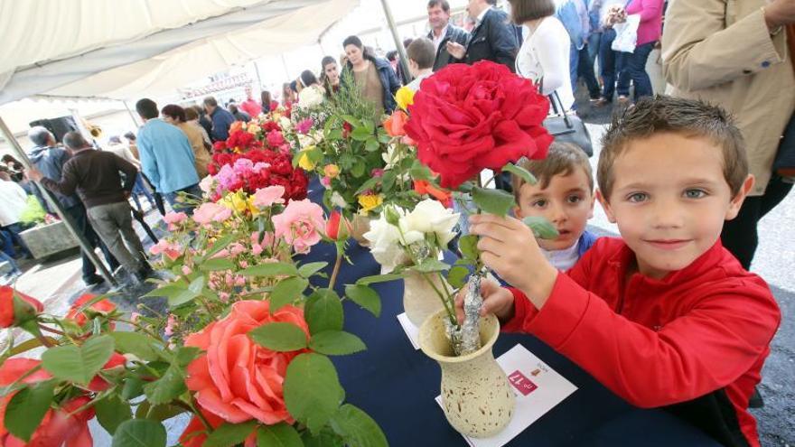 Rosas presentadas a concurso nunha edición anterior da festa.  | M. G. BREA