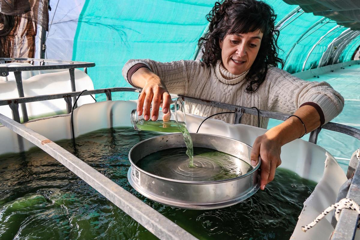 El invernadero donde se produce a espirulina.