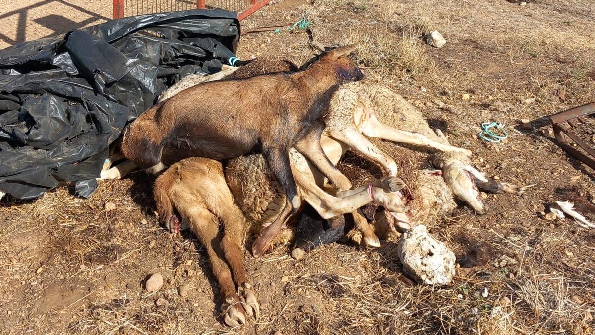 Ovejas y cabras muertas por un ataque de lobo en El Cubo del Vino