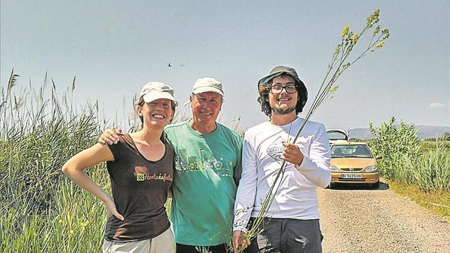 ‘Apadrinen’ una planta endèmica a la microrreserva de la marjal d’Almenara