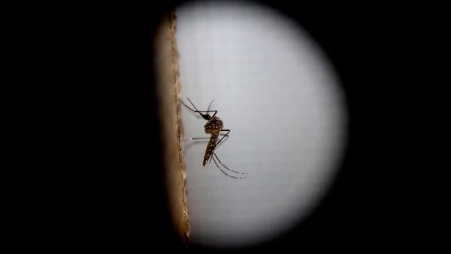 El mosquito de la variedad &quot;Aedes aegytpi&quot;/EFE