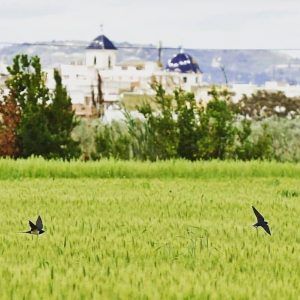 Para los amantes de las aves la ubicación de Dolores es inmejorable.