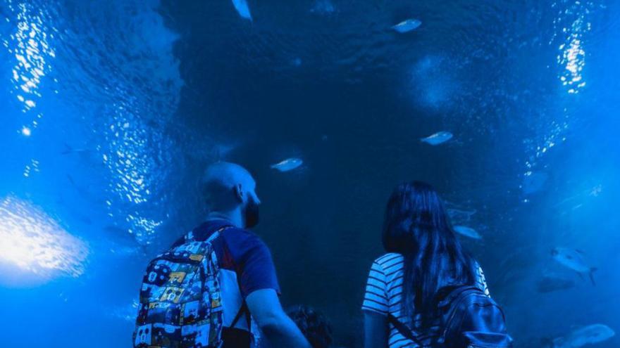 Visitar el major aquari d’Europa és un pla excel·lent per a estos dies de festa. | MEDITERRÁNEO