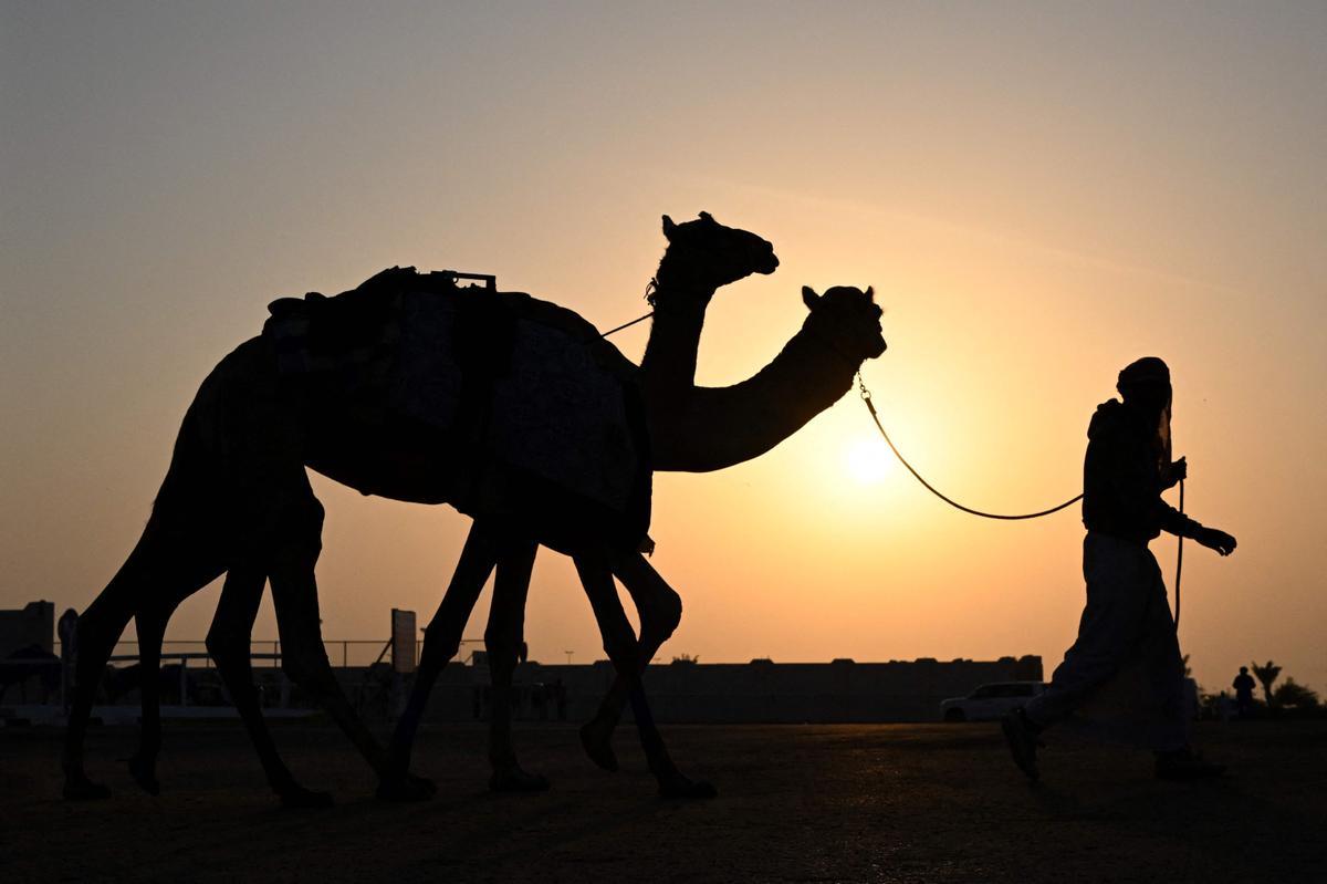 Carrera de camellos con jinetes-robot en Al Sheehaniya (Doha).