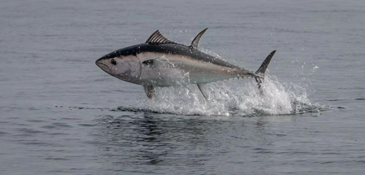 La contaminación por mercurio en pescados y mariscos. Atún rojo.