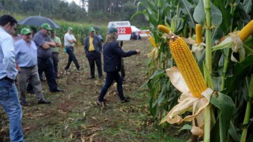 Investigadores gallegos perfeccionan un biocombustible con hojas de maíz