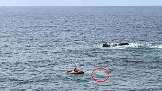 Rescatan a una tortuga en la playa de Las Canteras