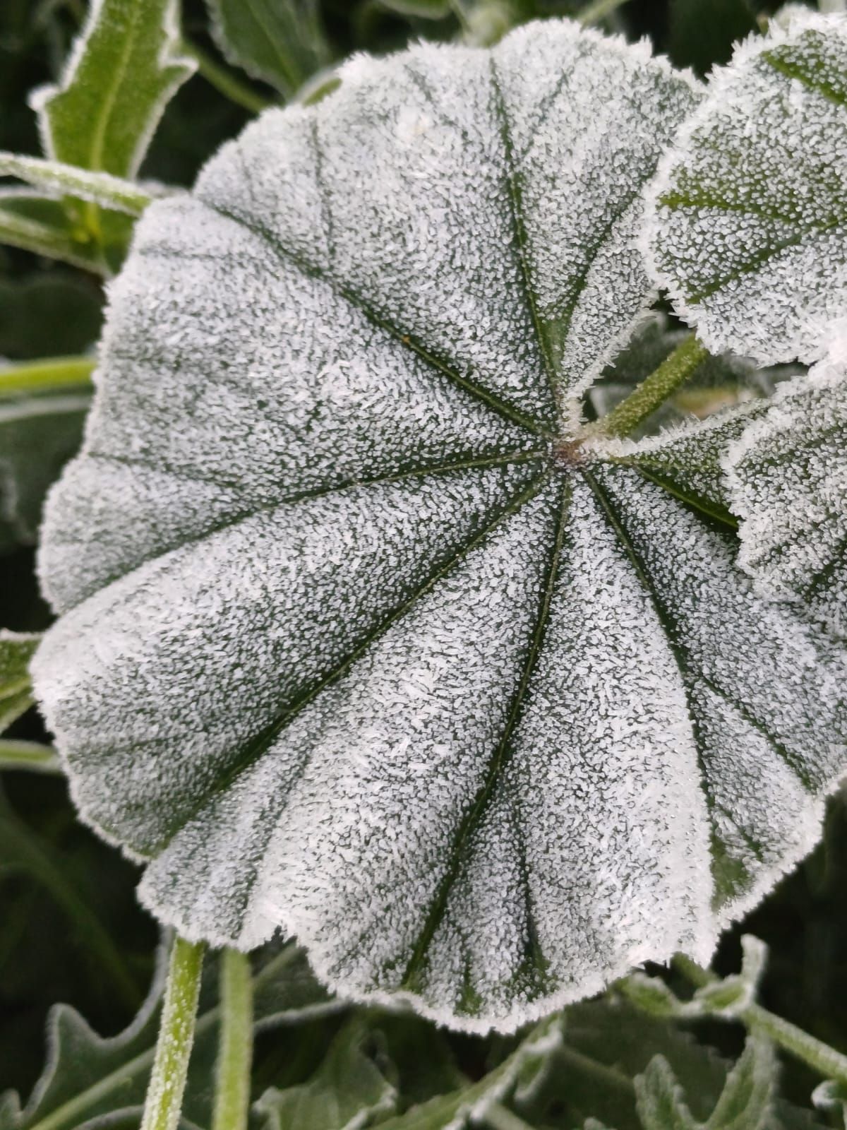 Así han amanecido muchos cultivos de la Vega Baja y el Camp d´Elx: bajo la escarcha