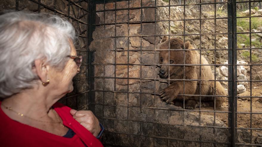 FOTOS | Los osos de Mallorca se reencuentran con su mamá humana