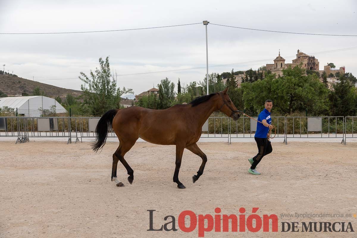 Control veterinario de los Caballos del Vino en Caravaca