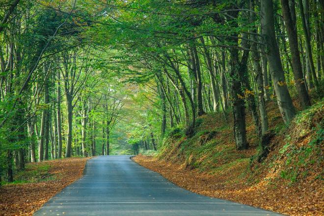 Bosque de Belgrad, Estambul