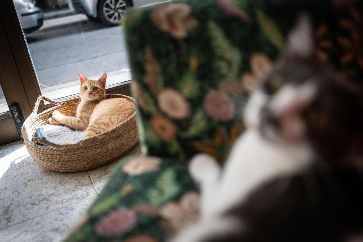 La gatería en Santa Cruz