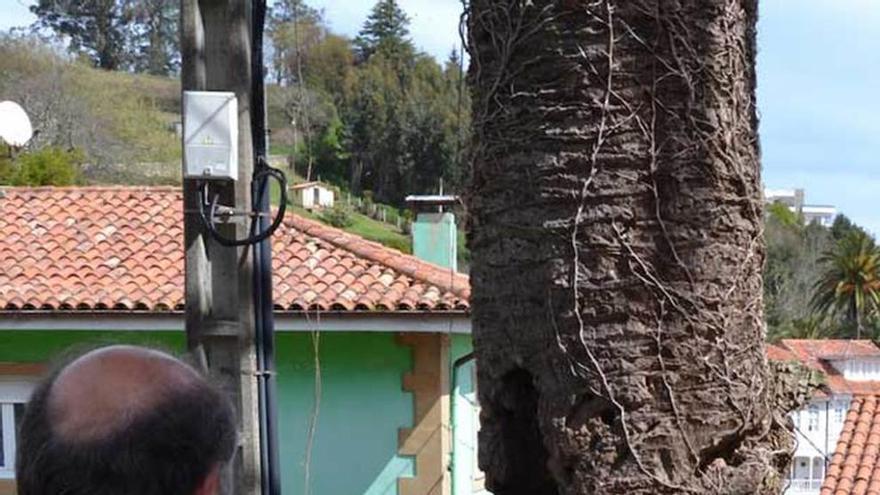 La palmera de Lastres en mal estado.