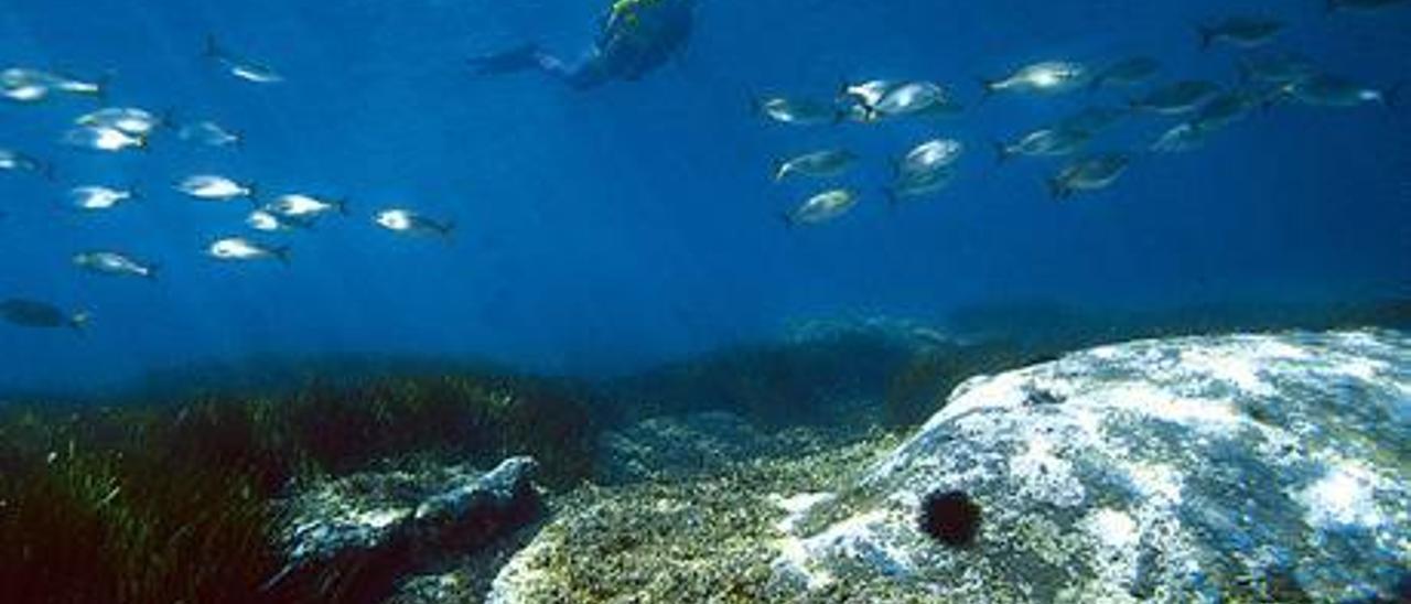 Las especies marinas se ven beneficiadas por el fenómeno natural de la termoclina estacional.