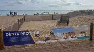 Récord de desoves de tortuga marina en España: ¿Por qué no es una buena noticia?