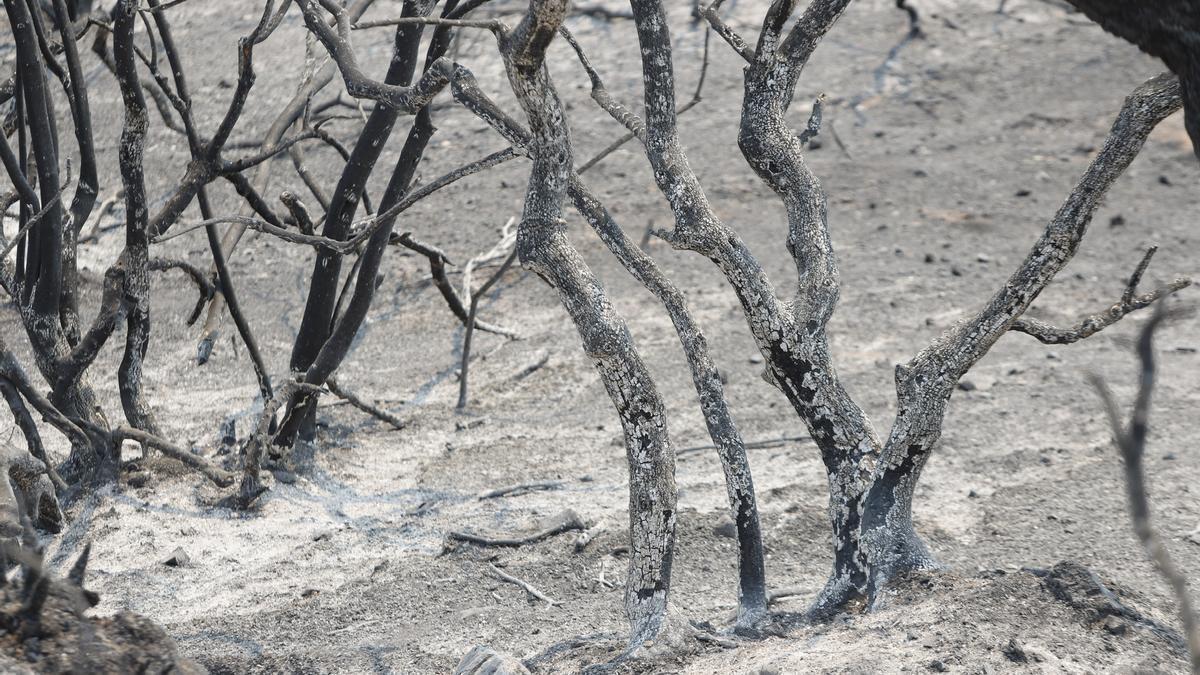 Un incendio en Sierra Bermeja provoca el desalojo de un millar personas en Estepona, Jubrique y Genalguacil