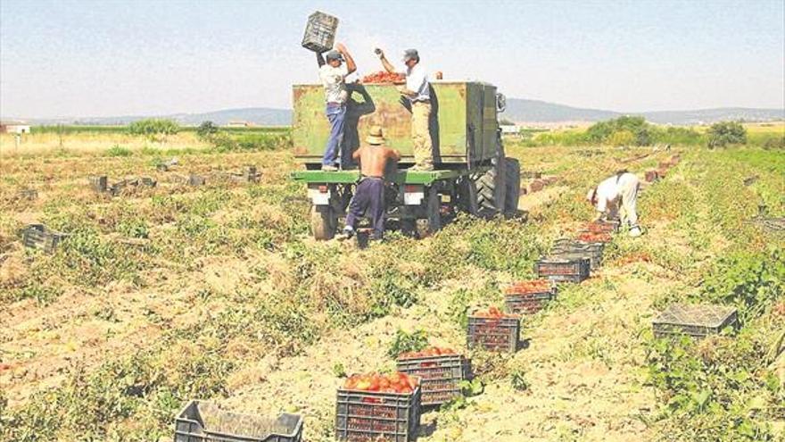 La campaña de tomate se cierra en 1,7 millones de toneladas