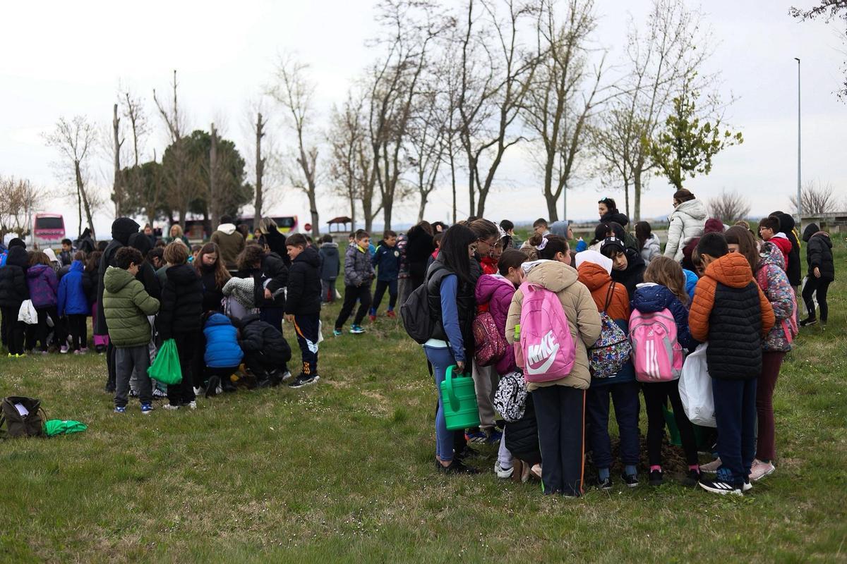 Los alumnos del CEIP Morales del Vino plantan 20 árboles en la pradera de la ermita del Cristo por el Día del Árbol.