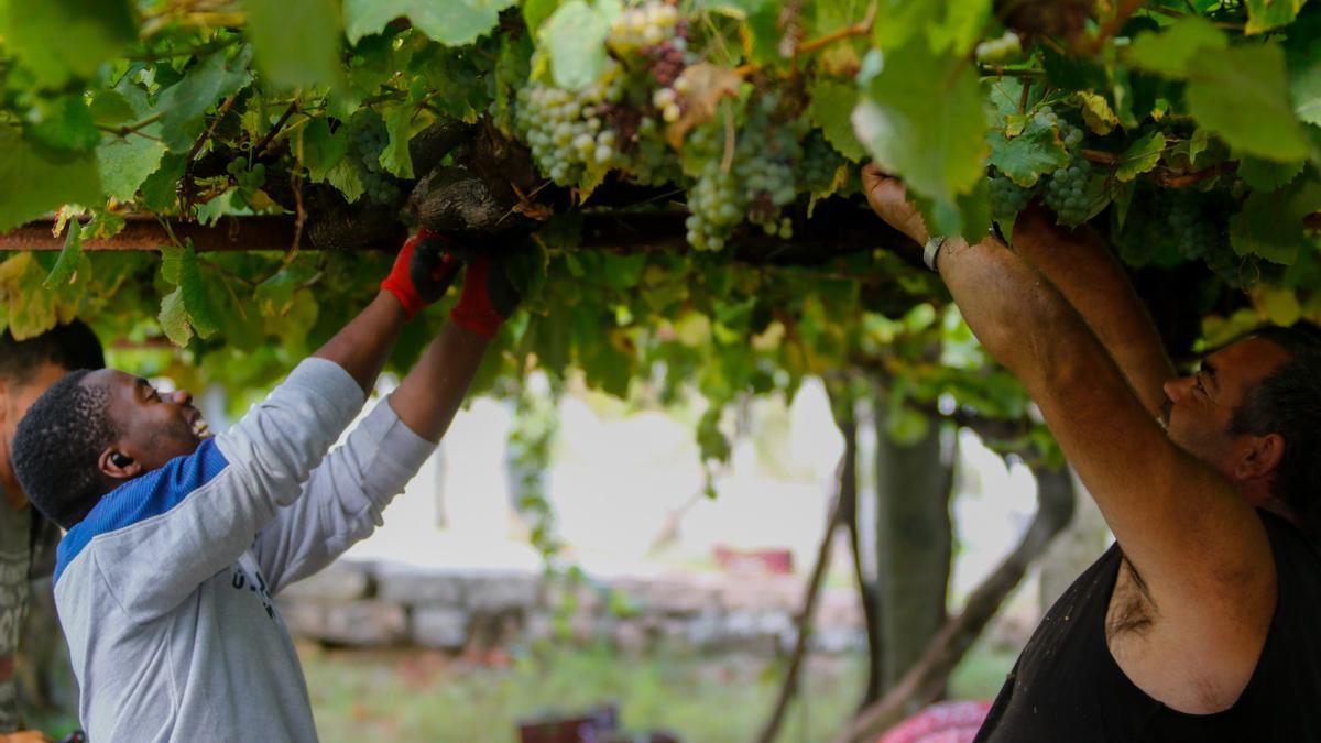 Los viticultores destacan la calidad de la uva.