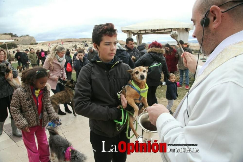 Jornada especial por San Antón en la Fortaleza del Sol de Lorca