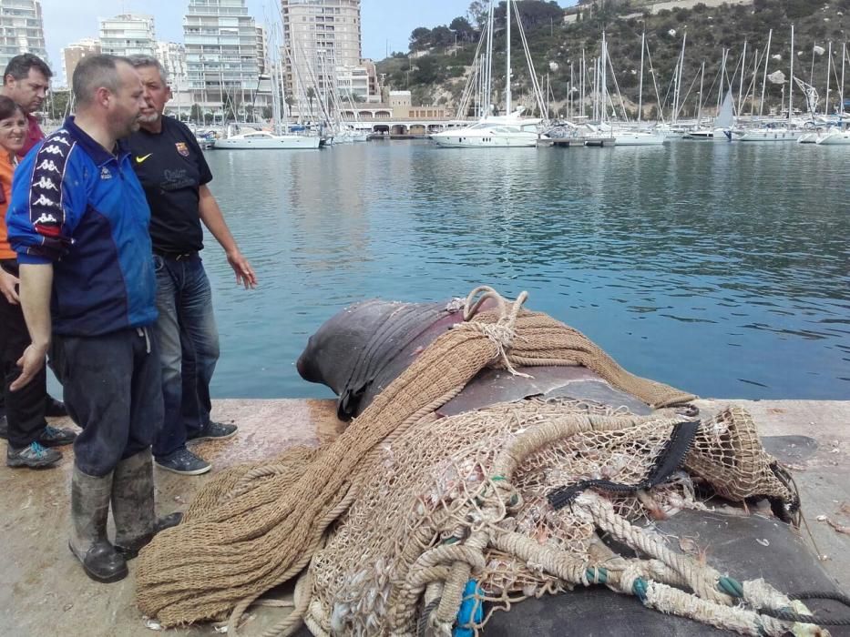 El pesquero descarga al tiburón de 8 metros en el puerto de Calp.