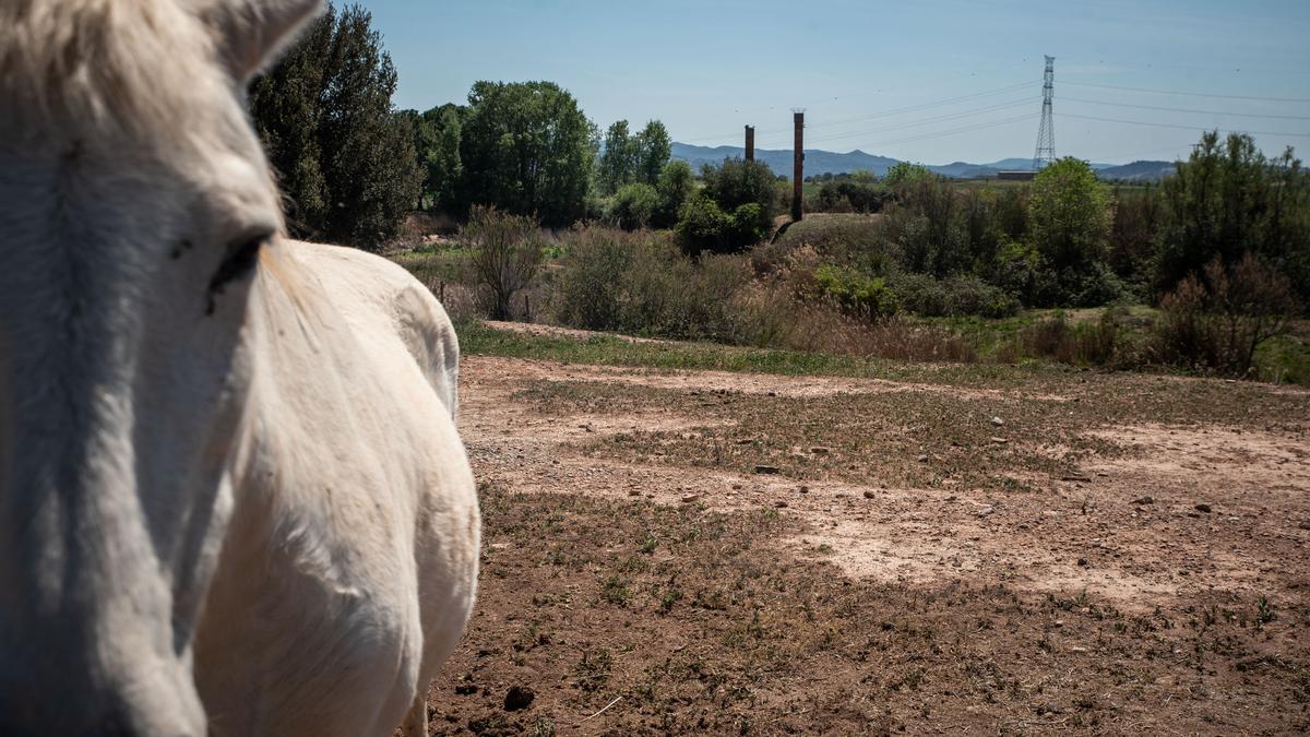 Un cavall en l'esplanada seca dels aiguamolls