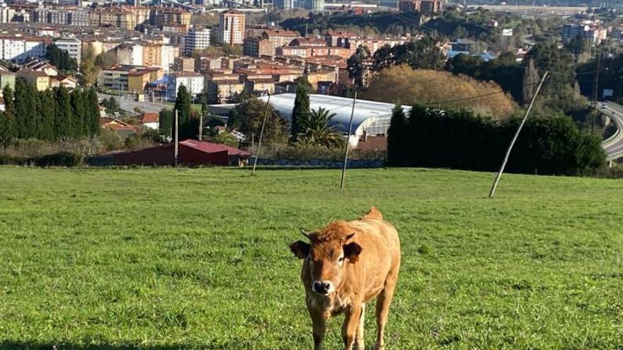 Una vaca en una finca desde la que se ve el techo del pabellón de La Magdalena. 