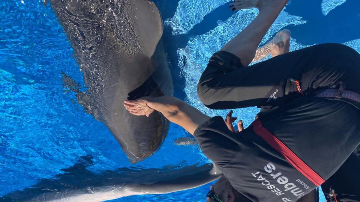 Bomberos que también salvan delfines