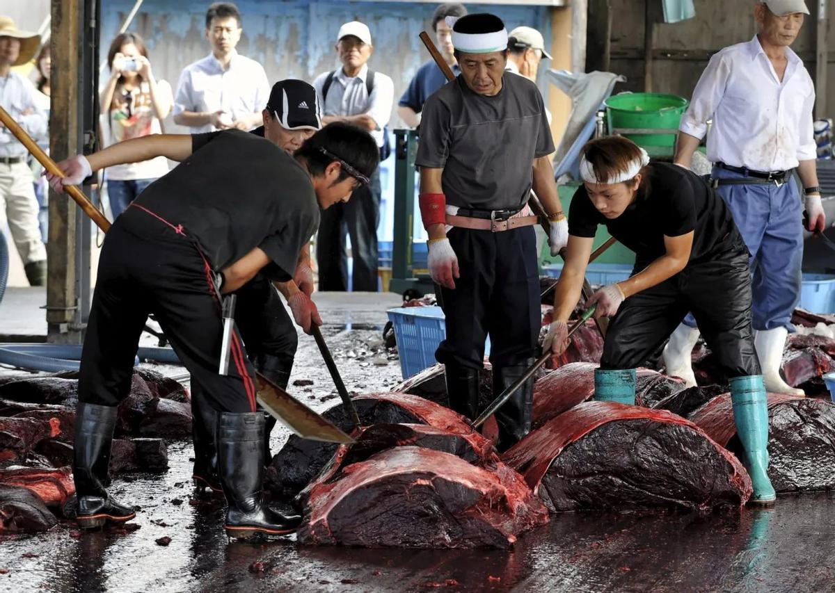 Pescadores japoneses cortan en grandes pedazos la carne de un ejemplar de zifio de Baird (Berardius bairdii), en el Puerto de Wada, Japón.