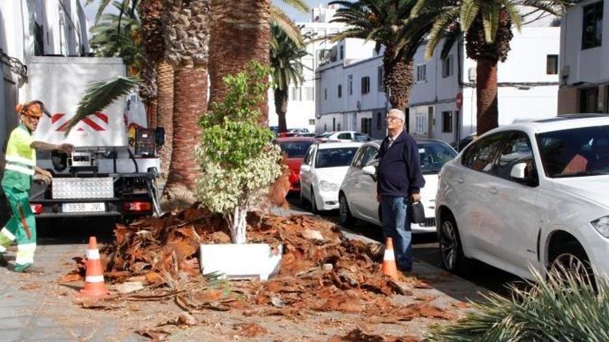 Arrecife sancionará cualquier tipo de poda de palmeras sin control