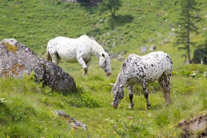 Caballos