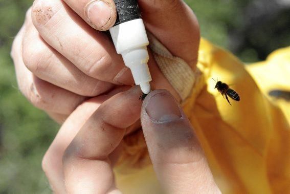 Pau Ixent Queralt und Biel Coll sind die einzigen Züchter von Bienenköniginnen auf der Insel. Ein Besuch auf den Wiesen von Son Berga bei Alaró