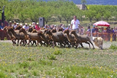 La Valleta de Agres ha sido un año más el escenario del Concurs de Gossos de Ramat
