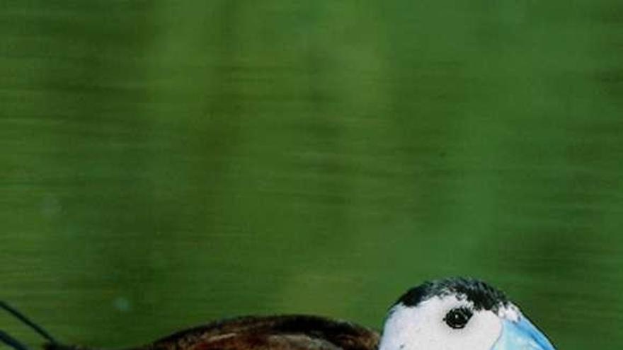 Un ejemplar de malvasía cabeciblanca o común (Oxyura leucocephala). // SEO/BirdLife