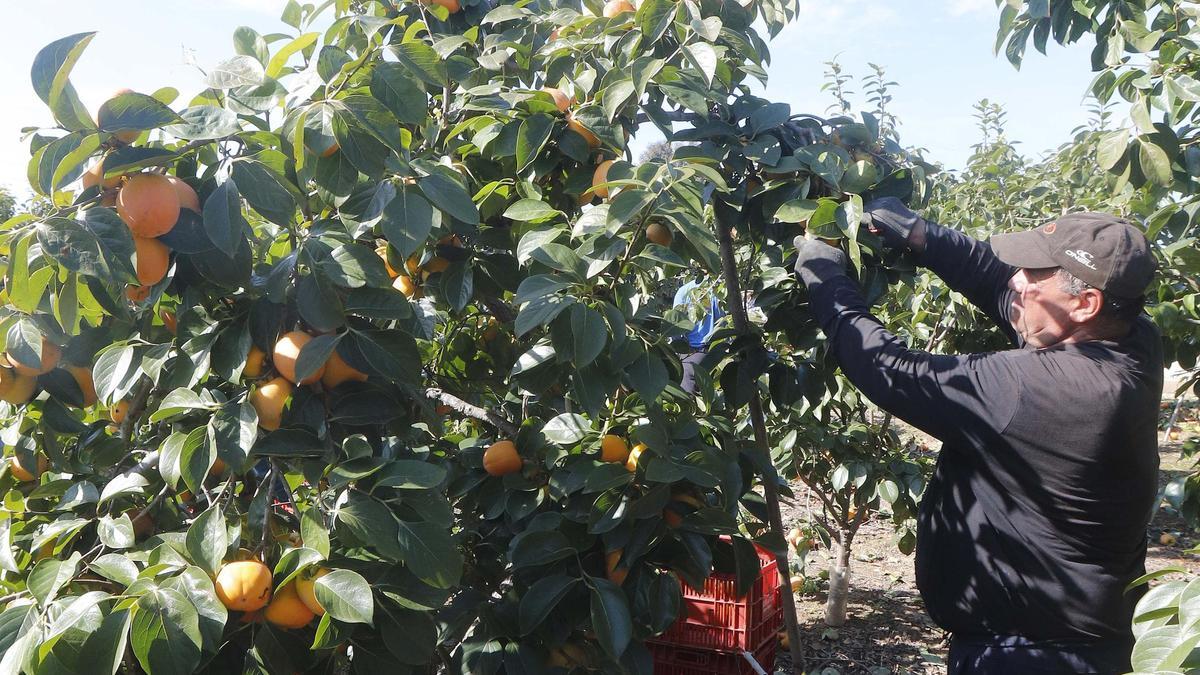 Un trabajador recolecta los caquis de un campo de Alzira, en una imagen de archivo.