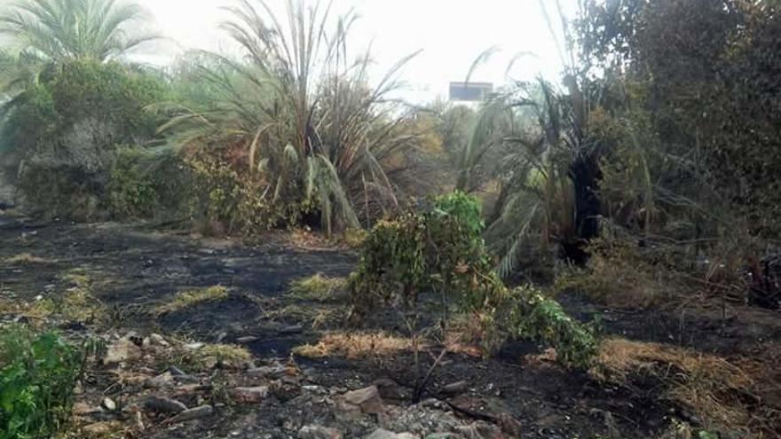 Matorrales y palmeras calcinadas por el fuego.