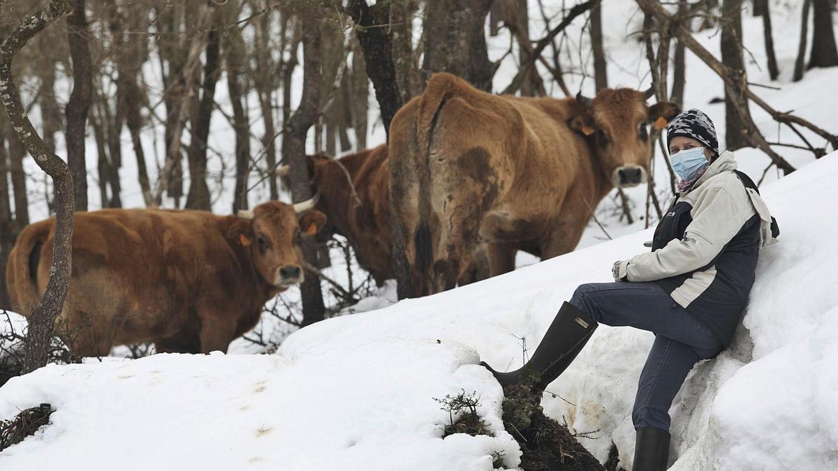 Amelia Díaz, con sus vacas en medio de la nieve. | Miki López